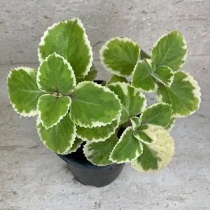 Variegated Cuban Oregano Live Plant - 4 Inch Pot, Edible Herb, Easy Care - Image 3