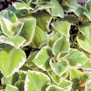 Variegated Cuban Oregano Live Plant - 4 Inch Pot, Edible Herb, Easy Care - Image 5