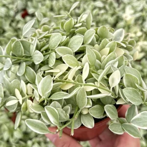 Variegated Dischidia Cascade Live Plant - Trailing Succulent in 3