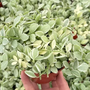 Variegated Dischidia Cascade Live Plant - Trailing Succulent in 3