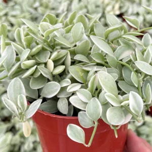 Variegated Dischidia Cascade Live Plant - Trailing Succulent in 3