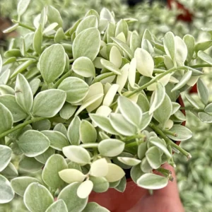 Variegated Dischidia Cascade Live Plant - Trailing Succulent in 3