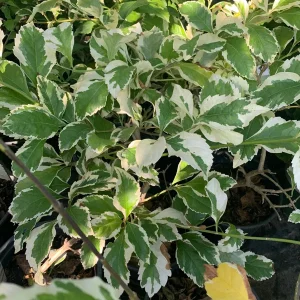 Variegated Duranta Repens Live Plant – 1 Gallon Pot – 1 ft Tall – Outdoor Shrub - Image 2