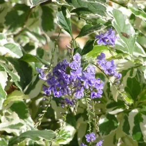 Variegated Duranta Repens Live Plant – 1 Gallon Pot – 1 ft Tall – Outdoor Shrub - Image 1