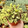Variegated Elephant Bush Live Plant - Portulacaria Afra 'Variegata' Succulent - 2" or 4" Pot - Image 1