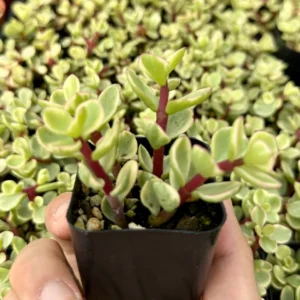Variegated Elephant Bush Live Plant - Portulacaria Afra 'Variegata' Succulent - 2