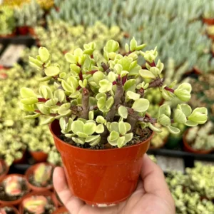 Variegated Elephant Bush Live Plant - Portulacaria Afra 'Variegata' Succulent - 2