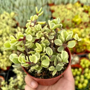 Variegated Elephant Bush Live Plant - Portulacaria Afra 'Variegata' Succulent - 2