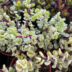 Variegated Elephant Bush Live Plant - Portulacaria Afra 'Variegata' Succulent - 2