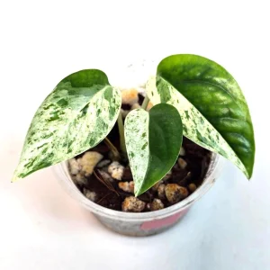 Variegated Epipremnum Pinnatum Albo Live Plant - Potted Houseplant - Image 1