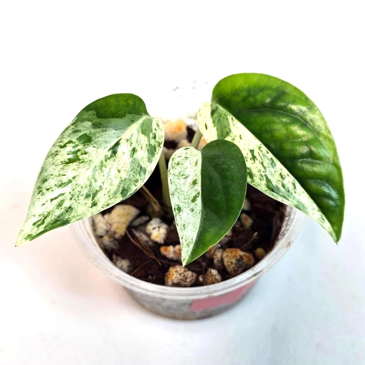 Variegated Epipremnum Pinnatum Albo Live Plant - Potted Houseplant - Image 1