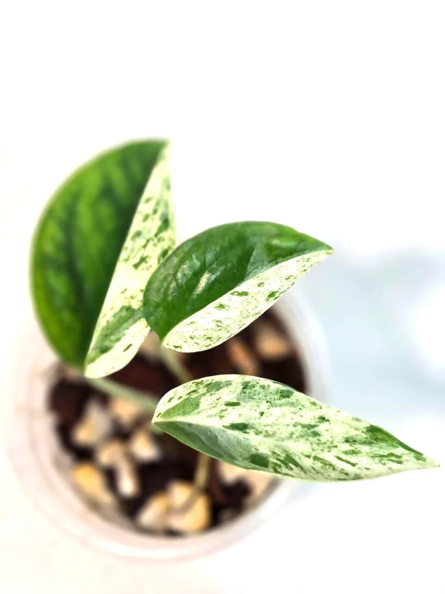 Variegated Epipremnum Pinnatum Albo Live Plant - Potted Houseplant - Image 2