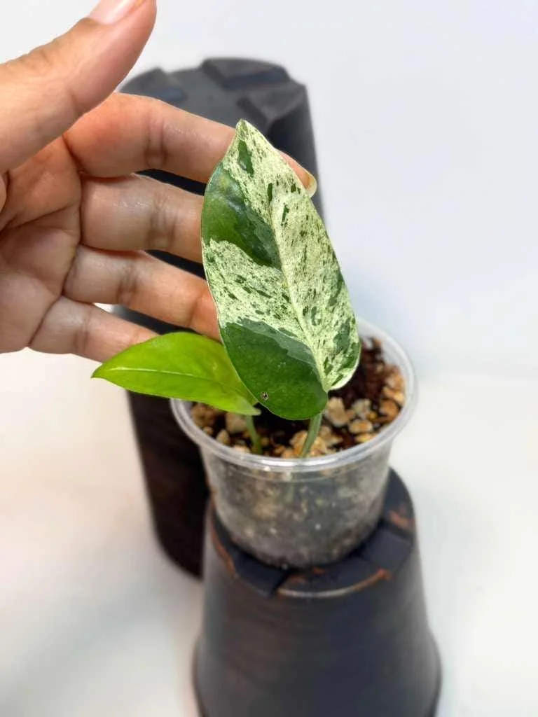 Variegated Epipremnum Pinnatum Albo Live Plant - Potted Houseplant - Image 2