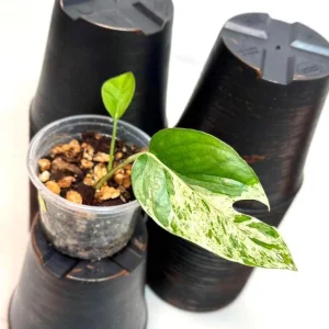 Variegated Epipremnum Pinnatum Albo Live Plant - Potted Houseplant - Image 2