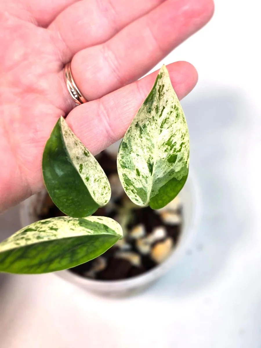 Variegated Epipremnum Pinnatum Albo Live Plant - Potted Houseplant - Image 3