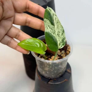 Variegated Epipremnum Pinnatum Albo Live Plant - Potted Houseplant - Image 3