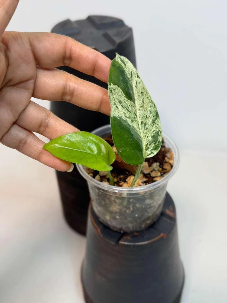 Variegated Epipremnum Pinnatum Albo Live Plant - Potted Houseplant - Image 3