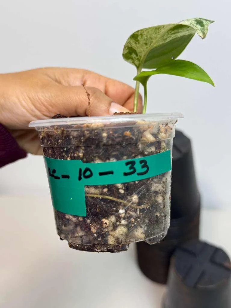 Variegated Epipremnum Pinnatum Albo Live Plant - Potted Houseplant - Image 4