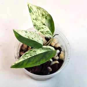 Variegated Epipremnum Pinnatum Albo Live Plant - Potted Houseplant - Image 4