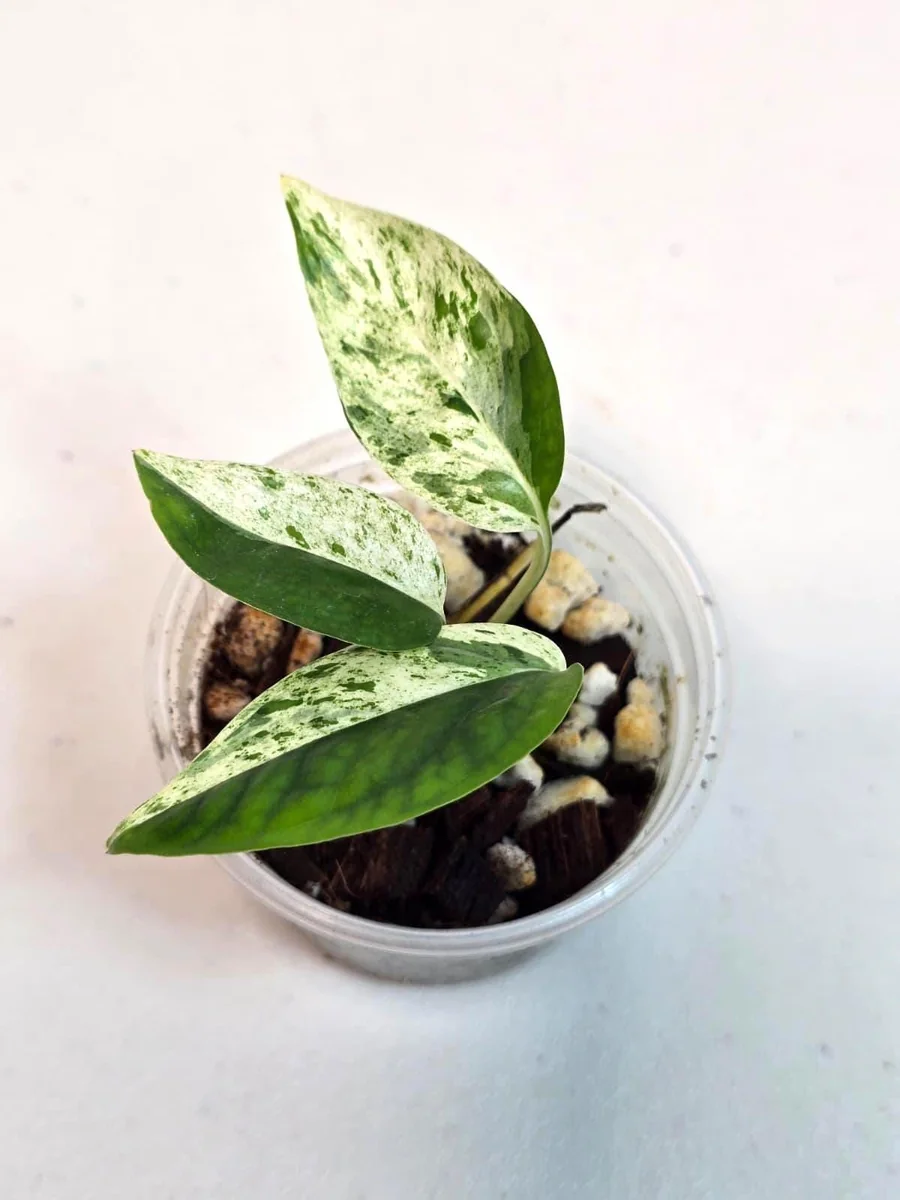 Variegated Epipremnum Pinnatum Albo Live Plant - Potted Houseplant - Image 4