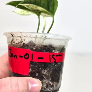 Variegated Epipremnum Pinnatum Albo Live Plant - Potted Houseplant - Image 5