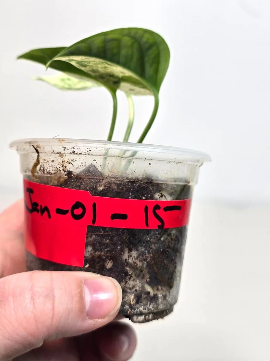 Variegated Epipremnum Pinnatum Albo Live Plant - Potted Houseplant - Image 5