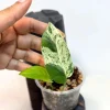 Variegated Epipremnum Pinnatum Albo Live Plant - Potted Houseplant - Image 1