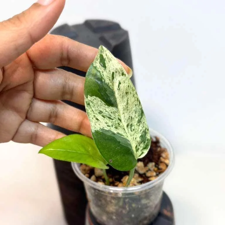 Variegated Epipremnum Pinnatum Albo Live Plant - Potted Houseplant - Image 1