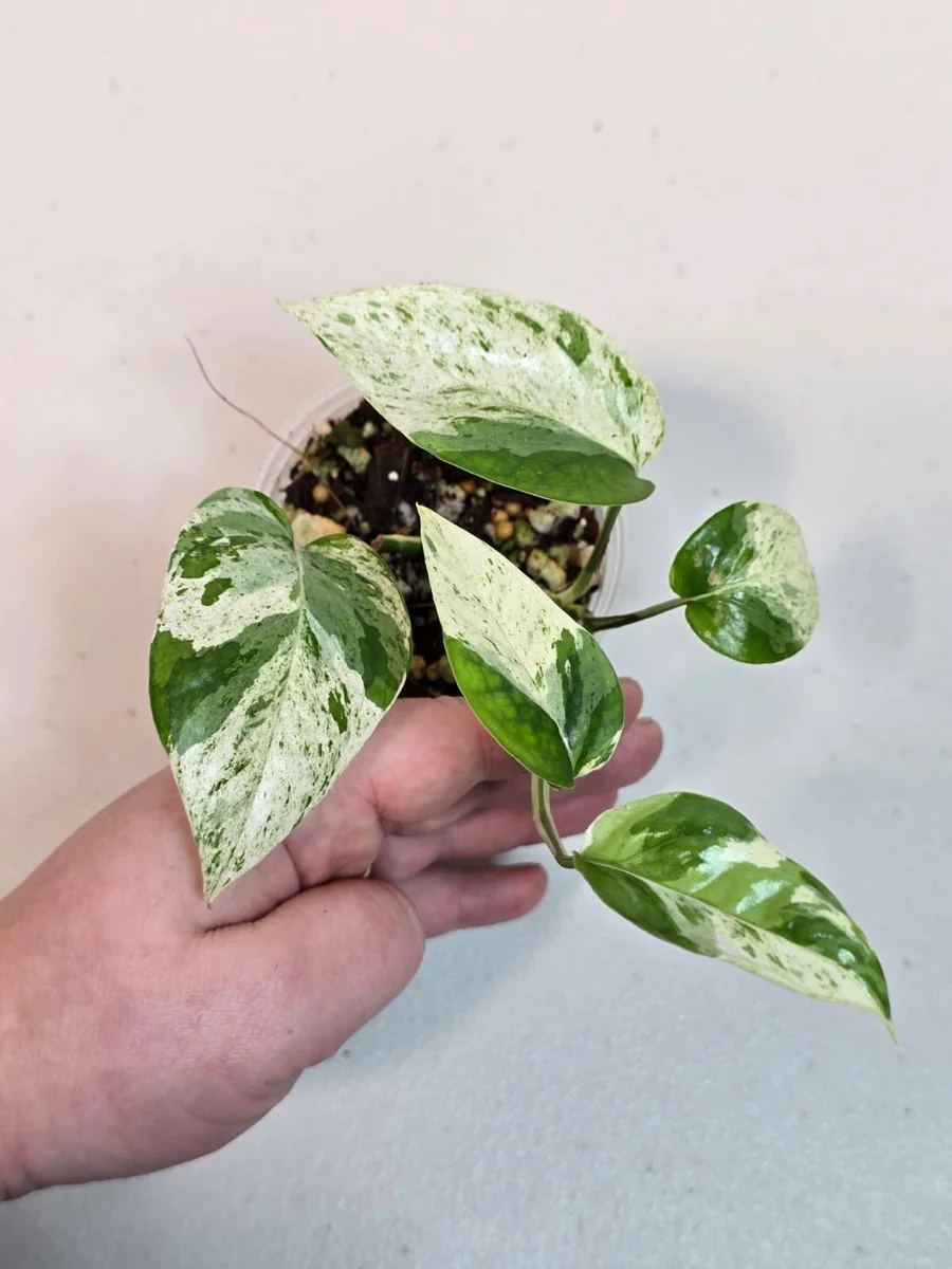 Variegated Epipremnum Pinnatum Albo Live Plant - Rare Potted Houseplant - Image 2