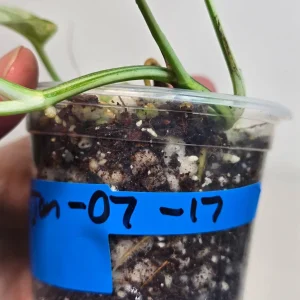 Variegated Epipremnum Pinnatum Albo Live Plant - Rare Potted Houseplant - Image 3