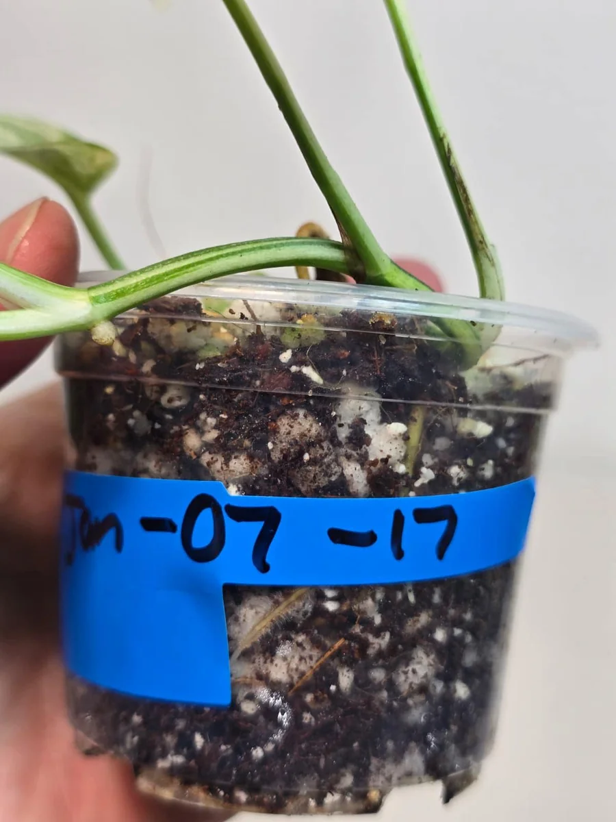 Variegated Epipremnum Pinnatum Albo Live Plant - Rare Potted Houseplant - Image 3