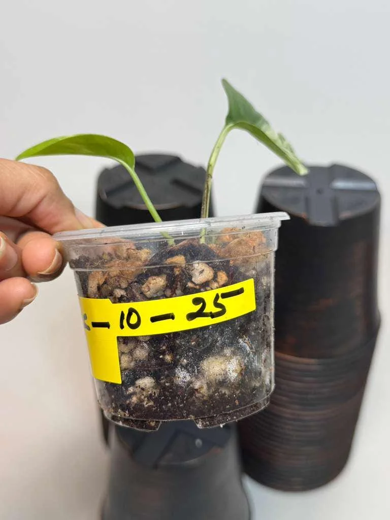 Variegated Epipremnum Pinnatum Albo Live Plant - Rare Collector's Aroid Indoor - Image 3