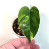 Variegated Epipremnum Pinnatum Golden Flame Live Plant - Rare Indoor Aroid - Image 1