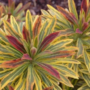 Variegated Euphorbia Ascot Rainbow Live Plant – 4 inch Pot – Outdoor Perennial - Image 1