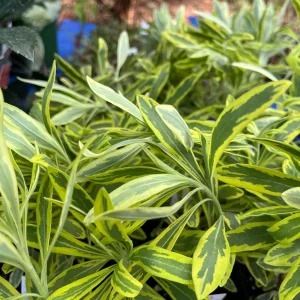 Variegated Euphorbia Ascot Rainbow Live Plant – 4 inch Pot – Outdoor Perennial - Image 7