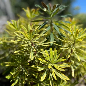 Variegated Euphorbia Ascot Rainbow Live Plant – 4 inch Pot – Outdoor Perennial - Image 8