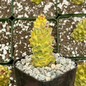 Variegated Euphorbia Ritchie Live Plant - Gold Succulent in 2
