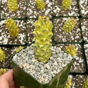 Variegated Euphorbia Ritchie Live Plant - Gold Succulent in 2"-4" Pot - Image 1