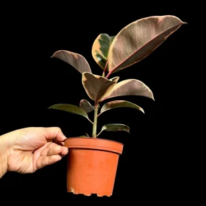 Variegated Ficus Elastica Tineke Rubber Plant - Live Indoor Houseplant - Image 10