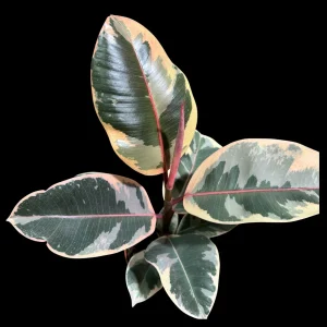 Variegated Ficus Elastica Tineke Rubber Plant - Live Indoor Houseplant - Image 6