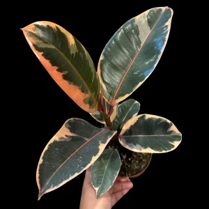 Variegated Ficus Elastica Tineke Rubber Tree Live Plant - 4 inch Pot - Indoor Tropical - Image 3