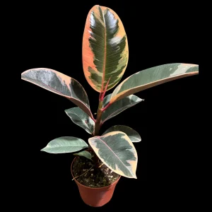 Variegated Ficus Elastica Tineke Rubber Tree Live Plant - 4 inch Pot - Indoor Tropical - Image 1