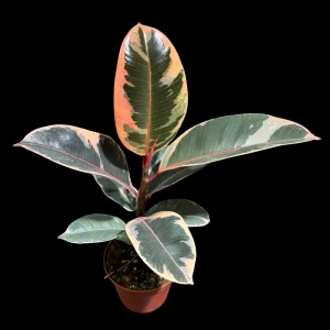 Variegated Ficus Elastica Tineke Rubber Tree Live Plant - 4 inch Pot - Indoor Tropical - Image 4