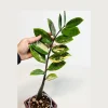 Variegated Gold ZZ Live Plant - Zamioculcas Zamiifolia - Rare Indoor Houseplant - Image 1