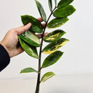 Variegated Gold ZZ Live Plant - Zamioculcas Zamiifolia - Rare Indoor Houseplant - Image 2