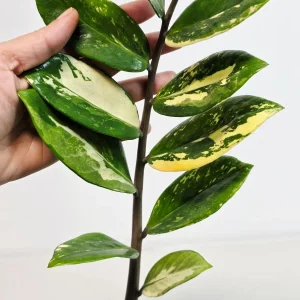 Variegated Gold ZZ Live Plant - Zamioculcas Zamiifolia - Rare Indoor Houseplant - Image 3