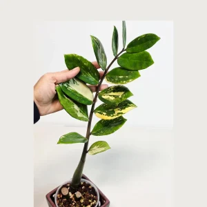 Variegated Gold ZZ Live Plant - Zamioculcas Zamiifolia - Rare Indoor Houseplant - Image 1
