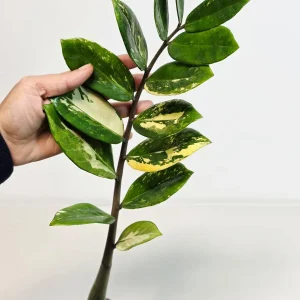 Variegated Gold ZZ Live Plant - Zamioculcas Zamiifolia - Rare Indoor Houseplant - Image 5