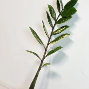 Variegated Gold ZZ Live Plant - Zamioculcas Zamiifolia - Rare Indoor Houseplant - Image 6