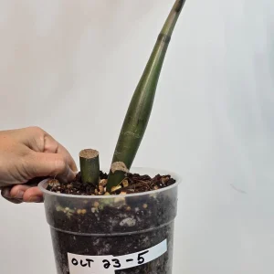 Variegated Gold ZZ Live Plant - Zamioculcas Zamiifolia - Rare Indoor Houseplant - Image 7